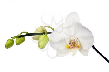 Two day old white orchid isolated on white background. Closeup.