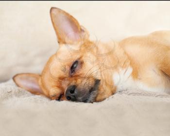 Sleeping red chihuahua dog on beige background. Closeup.