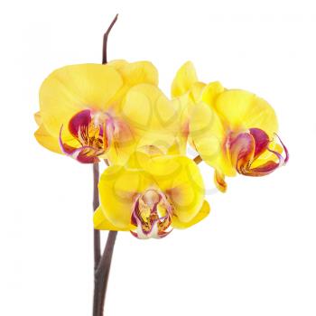Blooming twig of yellow purple orchids isolated on white background.