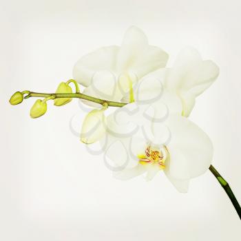Three day old white orchid with retro filter effect. Closeup.