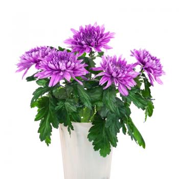 Bouquet of chrysanthemums in flower pot isolated on white background. Closeup.