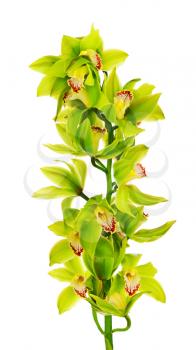 Blooming twig of green yellow purple orchids isolated on white background.