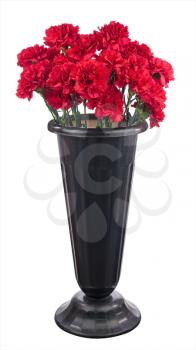Bouquet of red carnation flowers iin black pot isolated on white background. Closeup.