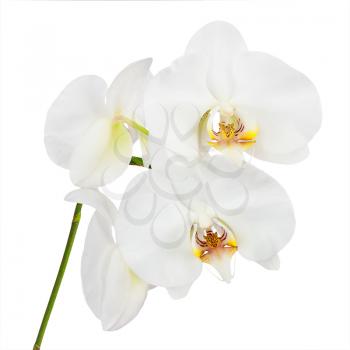 Flowers orchids isolated on white background. Closeup.