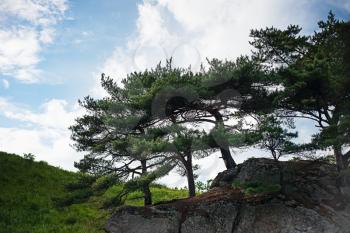 Beautiful landscape with rocks and groves of relict Pinus densiflora Siebold et Zucc. Japanese Sea. South of Primorsky Krai. Vladivostok. Russia.
