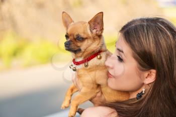 Young beautiful blonde girl and red chihuahua dog looking into the distance. Outdoor portrait in soft sunny colors.