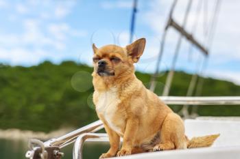 Very satisfied purebred chihuahua dog with closed eyes in pleasure on background of yacht and the sea coast. Closeup.