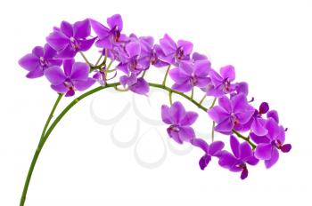 Blooming twig of purple orchid isolated on white background. Closeup.