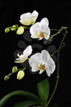 Beautiful white orchid branch on black background. Closeup.