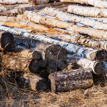 Stacks of birch logs. Natural material, alternative energy.