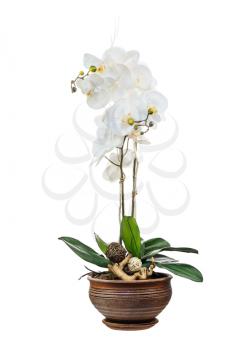 Floral arrangement from artificial orchid flowers in old ceramic flower pot isolated on white background. 
