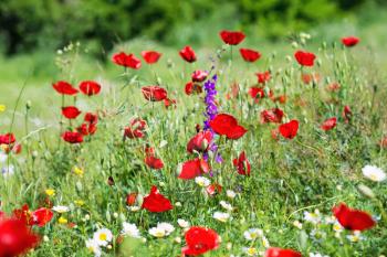 Field of bright red poppy flowers on spring meadow. Closeup.