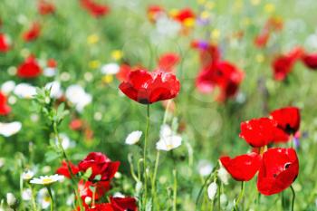 Field of bright red poppy flowers on spring meadow.