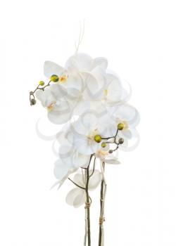 Floral arrangement from artificial orchid flowers isolated on white background. 