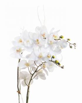 Floral arrangement from artificial orchid flowers in old ceramic flower pot isolated on white background. 