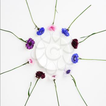 Plate with pattern from petals of wildflowers on white background. Overhead view. Flat lay.