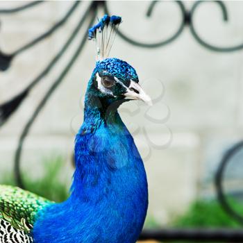 Varicolored peacock bird against the backdrop of an old wrought iron grilles.