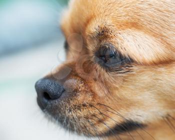 Small purebred red chihuahua dog looks with hope into the distance. Portrait of close-up with very shallow depth of field.