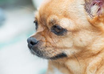 Small purebred red chihuahua dog looks with hope into the distance. Portrait of close-up with very shallow depth of field.