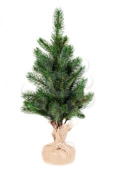 Fir tree for Christmas isolated on white background. 