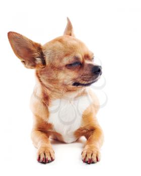 Red chihuahua dog isolated on white background.