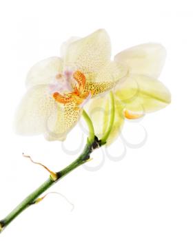 Orchid arrangement centerpiece isolated on white background.