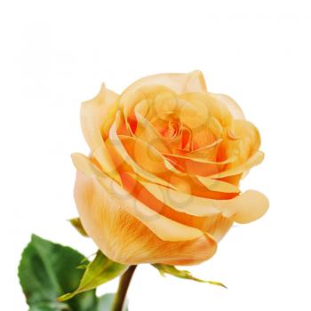 Yellow rose isolated on white background. Closeup.