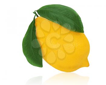Fresh lemon citrus fruit with green leaves isolated on white background.