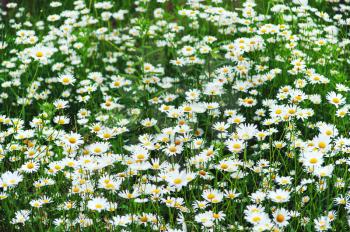 Green flowering meadow with white daisies. Closeup.
