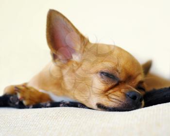 Sleeping red chihuahua dog on beige background.