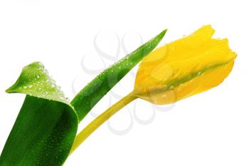 One yellow tulip flower isolated on white.