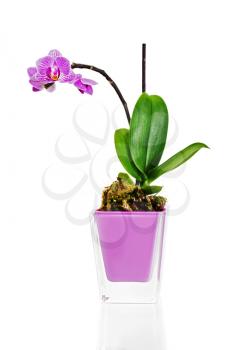 miniature orchid arrangement centerpiece in vase isolated on white background