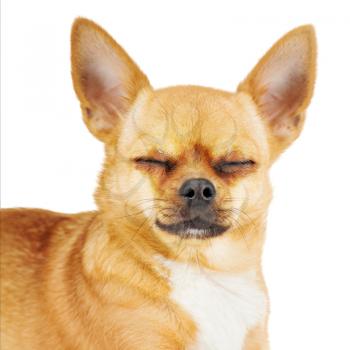 Red chihuahua dog with closed eyes isolated on white background.