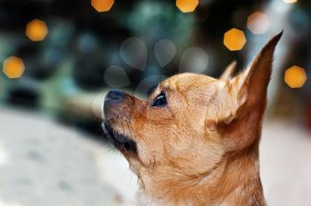 Purebred red chihuahua dog on bokeh background. 