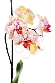 Tiger orchid isolated on white background. Closeup.