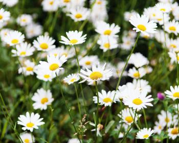 Green flowering meadow with white daisies. Closeup.