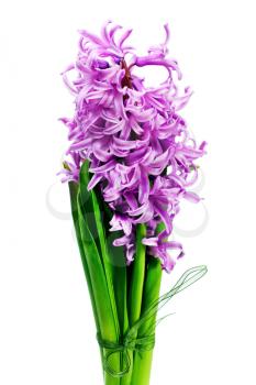 Bouquet from hyacinth isolated on white background.
