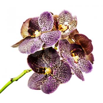 Dark tiger orchid isolated on white background. Closeup.