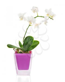 Miniature white orchid arrangement centerpiece in vase isolated on white background.