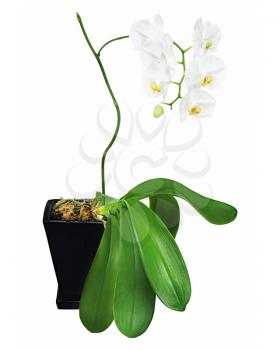 White orchid in black flowerpot isolated on white background. Closeup.