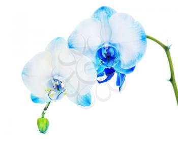 Real blue orchid arrangement centerpiece isolated on white background