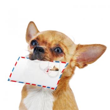 Red chihuahua dog with post envelope isolated on white background. Closeup.