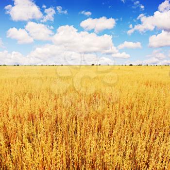 Field of ripe golden oatswith blue sky. Soft focus.