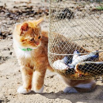 Young red maine coon and fish. Outdoor portrait.