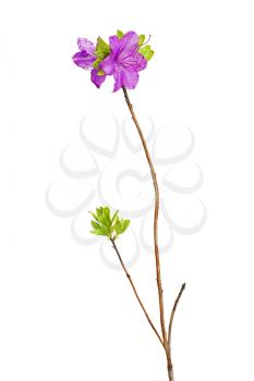 Purple rhododendron flowers, Labrador tea, on branch isolated on white background.