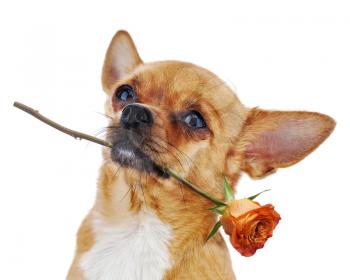Red chihuahua dog with rose isolated on white background. Closeup.