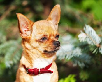 Red chihuahua dog on garden background. Selective focus.