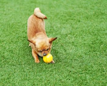 Red chihuahua dog and yellow ball on green grass.