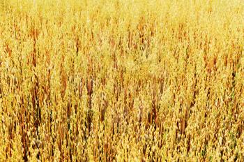 Field of ripe golden oats. Close up. soft focus.