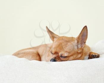 Sleeping red chihuahua dog on beige background. Closeup.